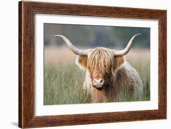 Highland Cattle-null-Framed Premium Photographic Print