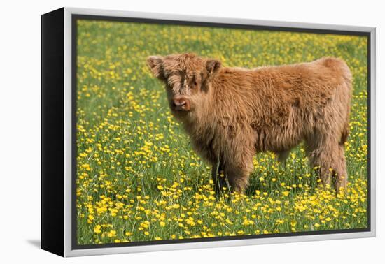Highland Cattle-null-Framed Premier Image Canvas