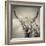 Highland Cattle-Mark Gemmell-Framed Premium Photographic Print