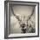 Highland Cattle-Mark Gemmell-Framed Premium Photographic Print