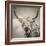 Highland Cattle-Mark Gemmell-Framed Premium Photographic Print