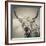 Highland Cattle-Mark Gemmell-Framed Premium Photographic Print