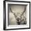 Highland Cattle-Mark Gemmell-Framed Premium Photographic Print