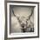 Highland Cattle-Mark Gemmell-Framed Premium Photographic Print