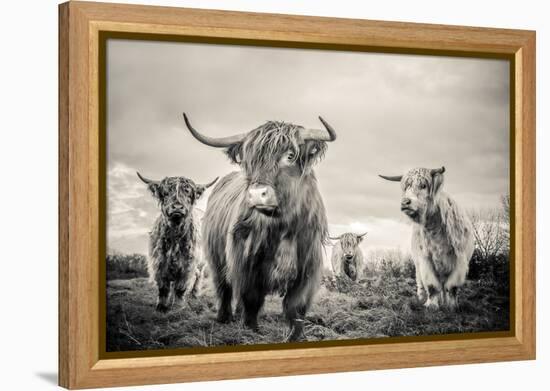 Highland Cattle-Mark Gemmell-Framed Premier Image Canvas