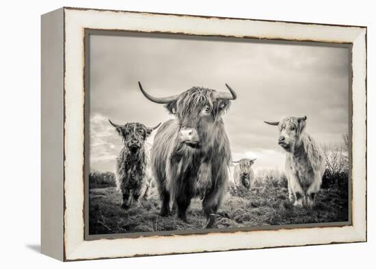 Highland Cattle-Mark Gemmell-Framed Premier Image Canvas