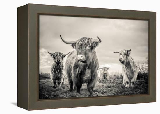 Highland Cattle-Mark Gemmell-Framed Premier Image Canvas