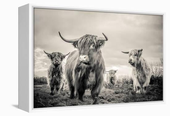 Highland Cattle-Mark Gemmell-Framed Premier Image Canvas