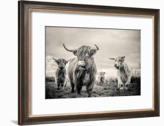 Highland Cattle-Mark Gemmell-Framed Photographic Print