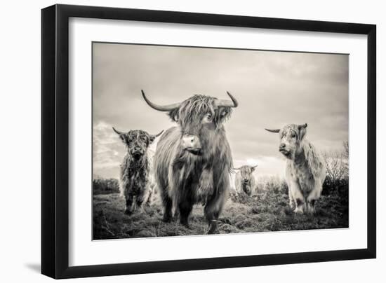 Highland Cattle-Mark Gemmell-Framed Photographic Print