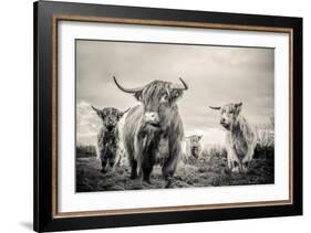 Highland Cattle-Mark Gemmell-Framed Photographic Print