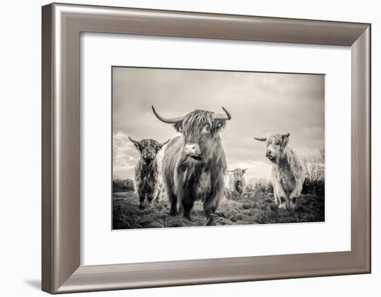 Highland Cattle-Mark Gemmell-Framed Photographic Print