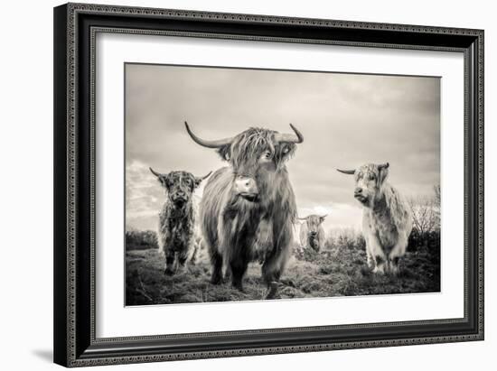 Highland Cattle-Mark Gemmell-Framed Photographic Print