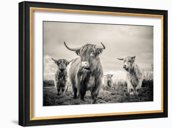 Highland Cattle-Mark Gemmell-Framed Photographic Print