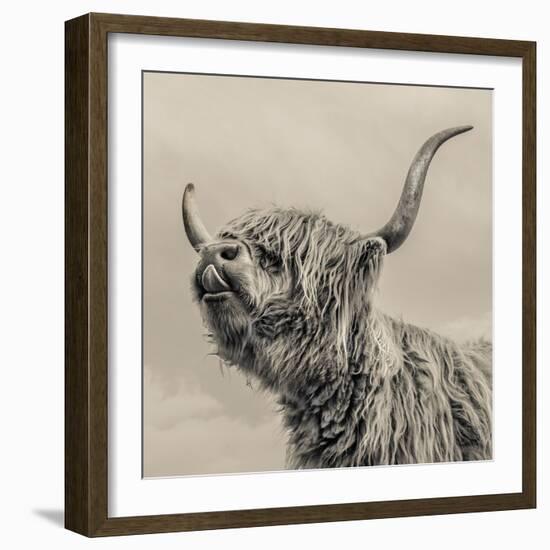 Highland Cattle-Mark Gemmell-Framed Premium Photographic Print