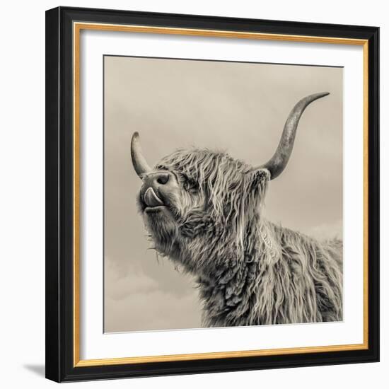 Highland Cattle-Mark Gemmell-Framed Premium Photographic Print