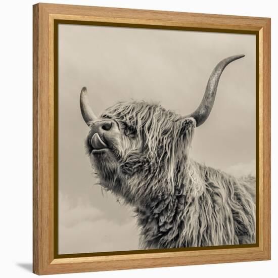 Highland Cattle-Mark Gemmell-Framed Premier Image Canvas