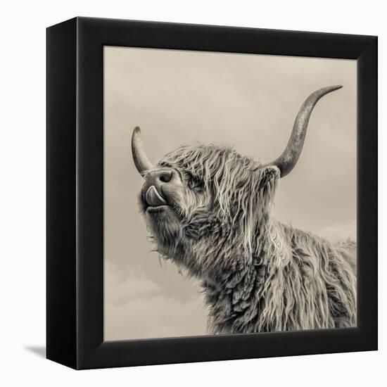 Highland Cattle-Mark Gemmell-Framed Premier Image Canvas