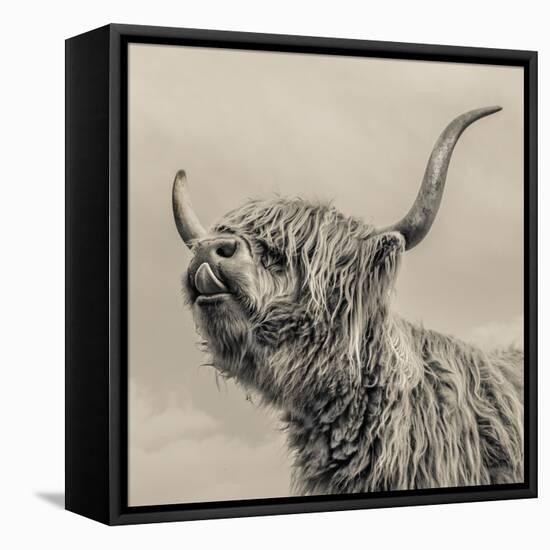 Highland Cattle-Mark Gemmell-Framed Premier Image Canvas