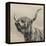 Highland Cattle-Mark Gemmell-Framed Premier Image Canvas