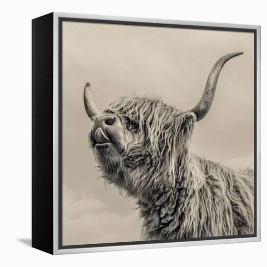 Highland Cattle-Mark Gemmell-Framed Premier Image Canvas