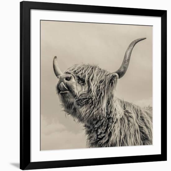 Highland Cattle-Mark Gemmell-Framed Photographic Print