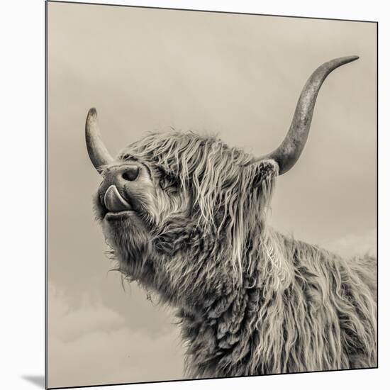 Highland Cattle-Mark Gemmell-Mounted Photographic Print