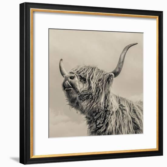 Highland Cattle-Mark Gemmell-Framed Photographic Print