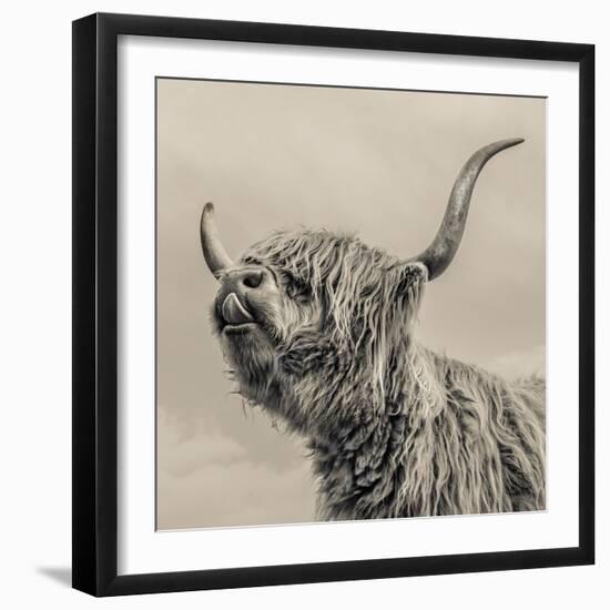 Highland Cattle-Mark Gemmell-Framed Photographic Print