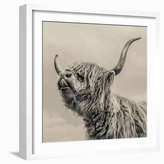 Highland Cattle-Mark Gemmell-Framed Photographic Print