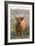 Highland Cattle-null-Framed Photographic Print