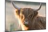 Highland Cattle-null-Mounted Photographic Print