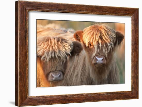 Highland Cattle-null-Framed Photographic Print