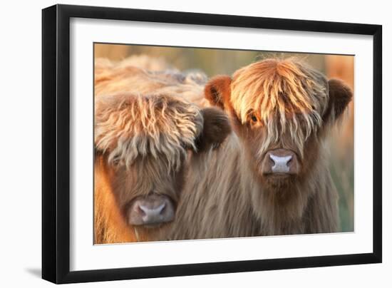 Highland Cattle-null-Framed Photographic Print