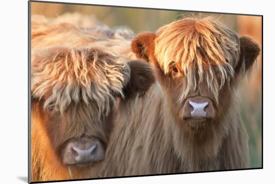 Highland Cattle-null-Mounted Photographic Print