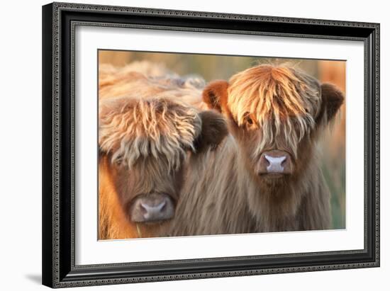 Highland Cattle-null-Framed Photographic Print