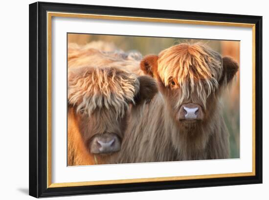 Highland Cattle-null-Framed Photographic Print