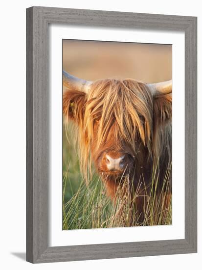 Highland Cattle-null-Framed Photographic Print