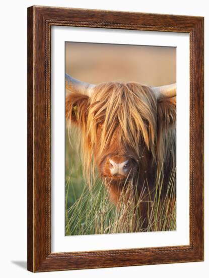 Highland Cattle-null-Framed Photographic Print