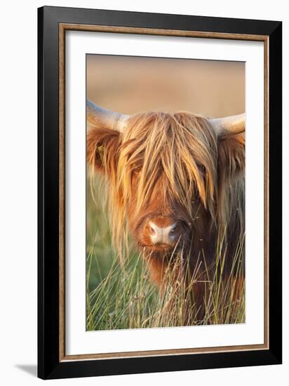 Highland Cattle-null-Framed Photographic Print