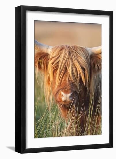 Highland Cattle--Framed Photographic Print