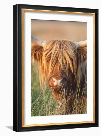 Highland Cattle-null-Framed Photographic Print