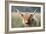 Highland Cattle-null-Framed Photographic Print