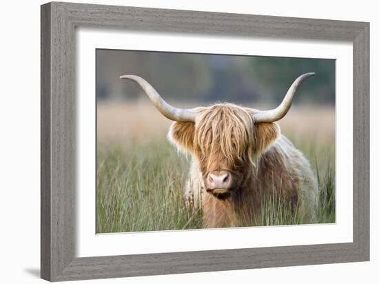 Highland Cattle--Framed Photographic Print