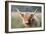 Highland Cattle-null-Framed Photographic Print