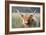 Highland Cattle-null-Framed Photographic Print