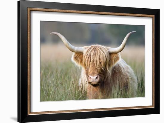 Highland Cattle-null-Framed Photographic Print