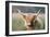 Highland Cattle-null-Framed Photographic Print