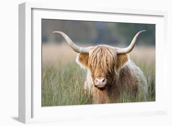 Highland Cattle-null-Framed Photographic Print