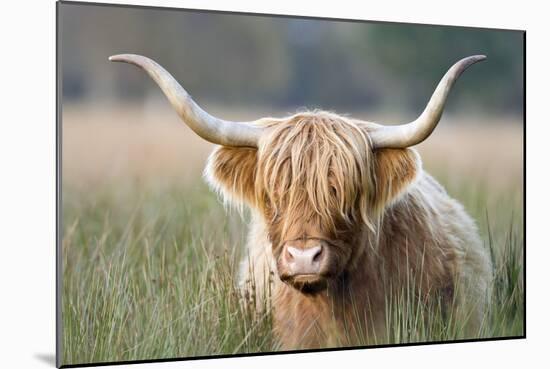 Highland Cattle-null-Mounted Photographic Print